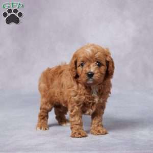 Hazel, Cavapoo Puppy